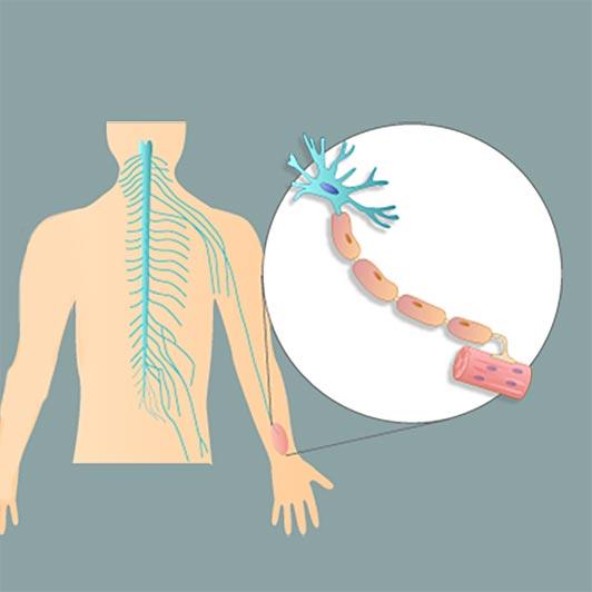 Doenças Neuromusculares - Dra. Márcia Jardim