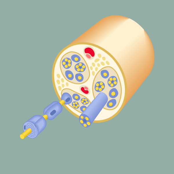 Neuropatias - Dra. Márcia Jardim